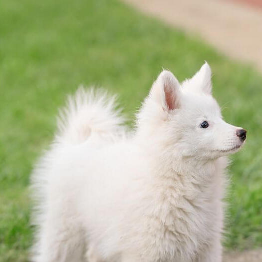 Dog japanese spitz sales puppy